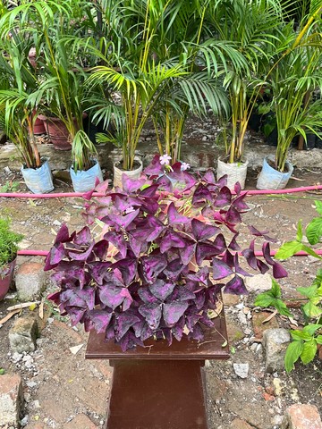 Purple Shamrock (पर्पल शेमरॉक) — plant for sale at Janki Vatika plant nursery, Talawali Chanda, Indore — Study & Office Table Plants