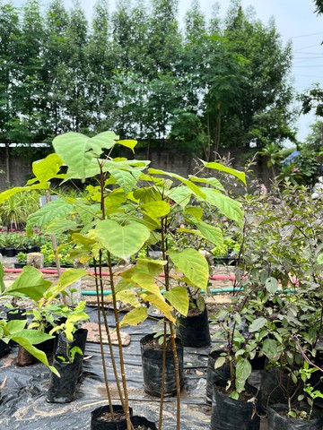 Sindoor Plant (सिंदूर का पौधा) — plant for sale at Janki Vatika plant nursery, Talawali Chanda, Indore — Fruits
