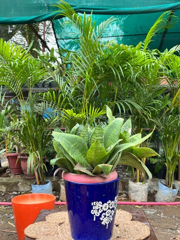 Snake Plant (Broad-Leaf Banded Form) (स्नेक प्लांट) — plant for sale at Janki Vatika plant nursery, Talawali Chanda, Indore — Study & Office Table Plants