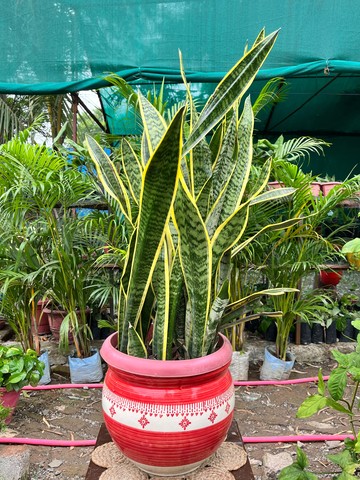 Snake Plant (Laurentii) (स्नेक प्लांट) — plant for sale at Janki Vatika plant nursery, Talawali Chanda, Indore — Study & Office Table Plants