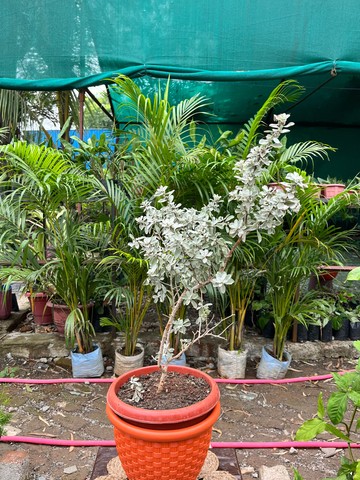 Snow Bush (स्नो बुश) — plant for sale at Janki Vatika plant nursery, Talawali Chanda, Indore