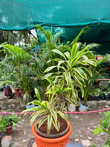 Song of India (सॉन्ग ऑफ़ इंडिया) — plant for sale at Janki Vatika plant nursery, Talawali Chanda, Indore — Study & Office Table Plants