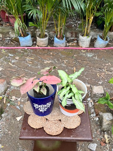 Syngonium (Pink & White Butterfly) (सिनगोनियम) — plant for sale at Janki Vatika plant nursery, Talawali Chanda, Indore — Study & Office Table Plants