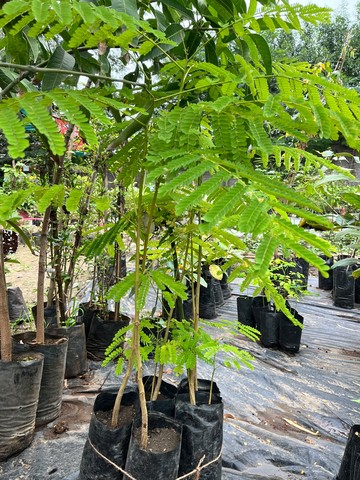 Tamarind Sapling (इमली) — plant for sale at Janki Vatika plant nursery, Talawali Chanda, Indore — Fruit Trees