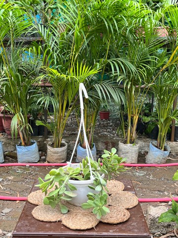 Trailing Jade Succulent (ट्रेलिंग जेड) — plant for sale at Janki Vatika plant nursery, Talawali Chanda, Indore — Study & Office Table Plants