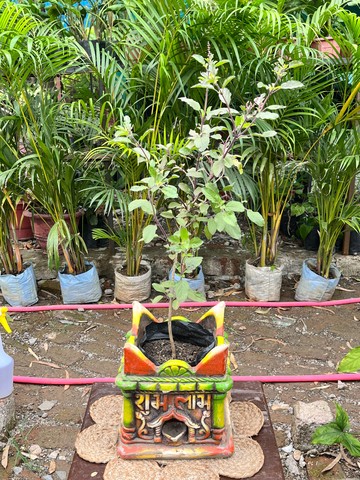 Tulsi (Holy Basil) (तुलसी) — plant for sale at Janki Vatika plant nursery, Talawali Chanda, Indore