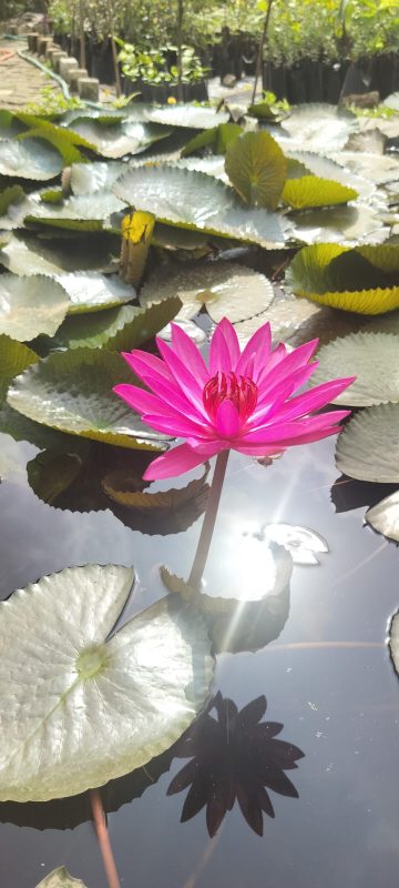 Water Lily (Nymphaea) (कुमुदिनी) — plant for sale at Janki Vatika plant nursery, Talawali Chanda, Indore — Direct Sunlight Plants