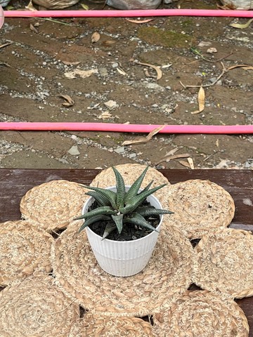 Zebra Haworthia (ज़ेब्रा हॉवर्थिया) — plant for sale at Janki Vatika plant nursery, Talawali Chanda, Indore — Study & Office Table Plants
