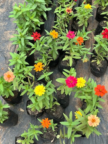 Zinnia (ज़ीनिया) — plant for sale at Janki Vatika plant nursery, Talawali Chanda, Indore — Direct Sunlight Plants