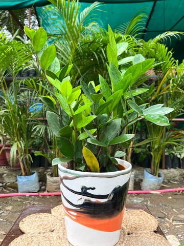 ZZ Plant (जेड जेड प्लांट) — plant for sale at Janki Vatika plant nursery, Talawali Chanda, Indore — Study & Office Table Plants